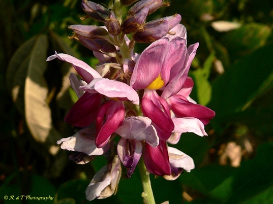 {Pueraria montana var. lobata}